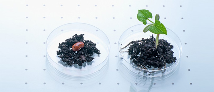 植物提取疏散手艺平台